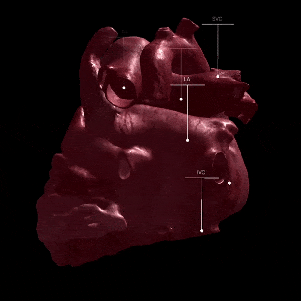 Veduta del testo in realtà aumentata e 3D Veduta del testo in realtà aumentata e 3D