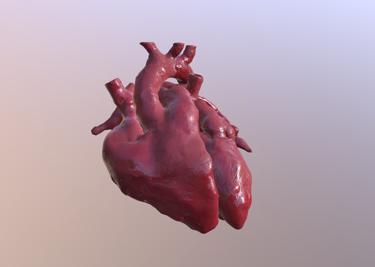 Veduta dei due ventricoli del cuore 3D Veduta dei due ventricoli del cuore 3D