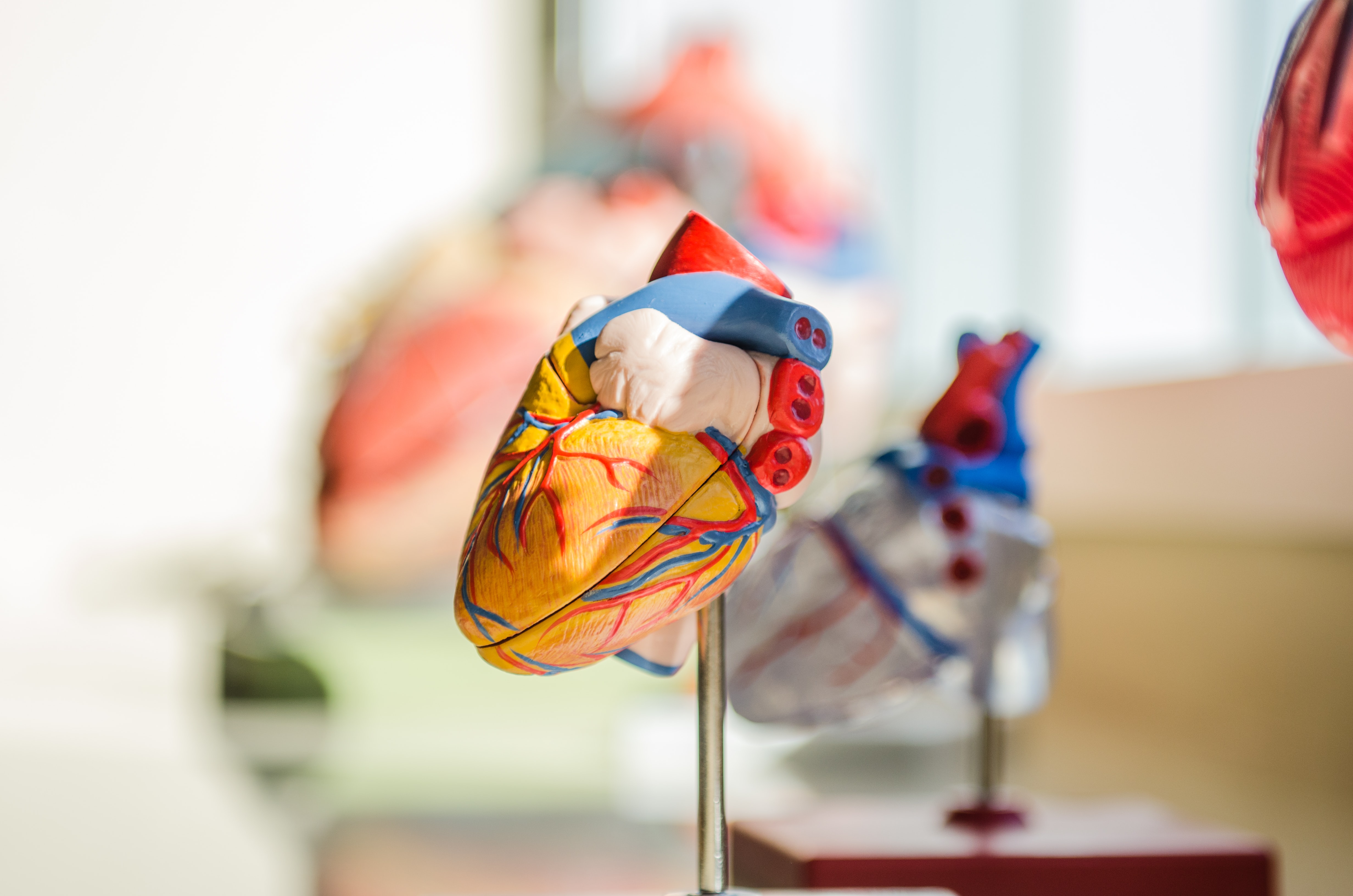 jesse-orrico-Us3AQvyOP-o-unsplash Foto modello di cuore