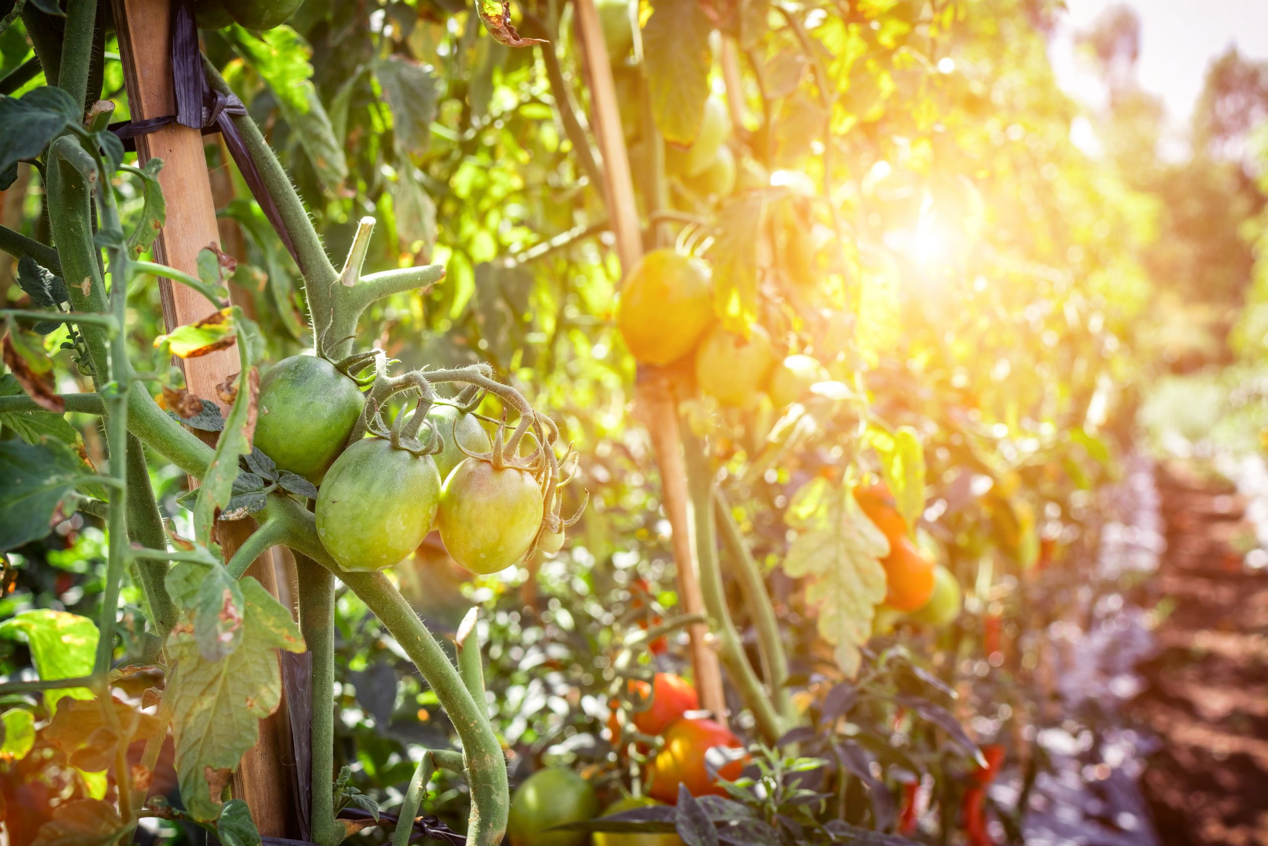 Pomodori sulla pianta nei campi